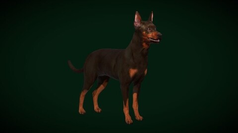 Zwergpinscher Dog Breed