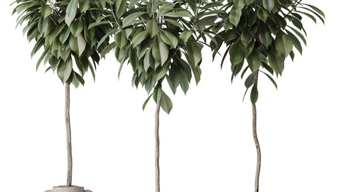 HQ HousePlants Ficus Cyathistipula African Fig Set03
