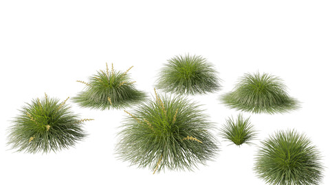 Lomandra Lime Tuff - Mat Rush