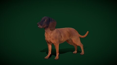 Bavarian Mountain Hound Dog Breed