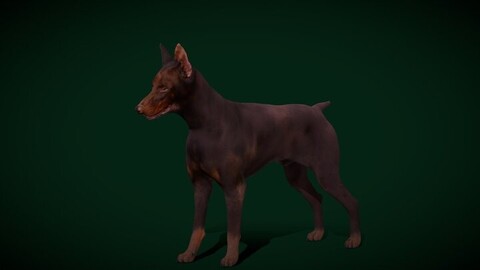 Doberman Pinscher Dog Breed