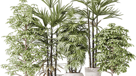 Indoor plant set 35