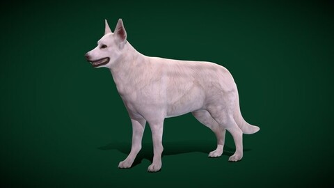 White Swiss Shepherd Dog Breed