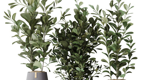 HQ HousePlants Ficus Microcarpa Moclame Indian Laurel Set01