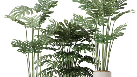 HQ HousePlants Elegant Monstera Deliciosa Large Leaf Form Swiss Cheese Set04