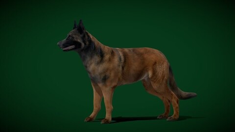 Belgian Shepherd Tervuren Dog Breed