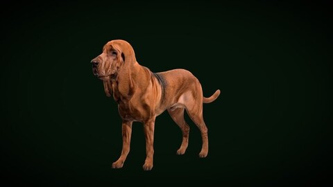 Bloodhound Dog Breed