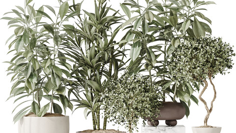 Indoor plant set 36