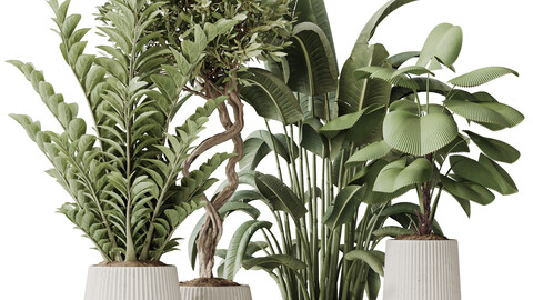 Indoor Plants Set 41