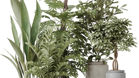 Indoor Plants Set 42