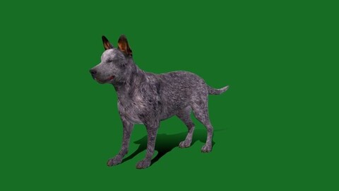 Australian Cattle Dog Breed