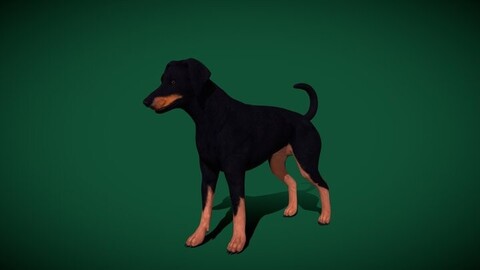 Dobermann Pinscher Dog Natural Breed