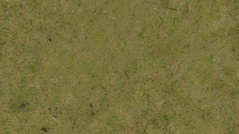 Grass Seamless Texture 2k (2048*2048) | EXR 5 | JPG 5 File Formats All Texture Apply After Object Look Like A 3D. (1K preview image)