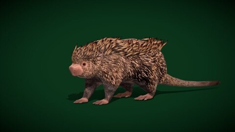 Brazilian Porcupine Rodent