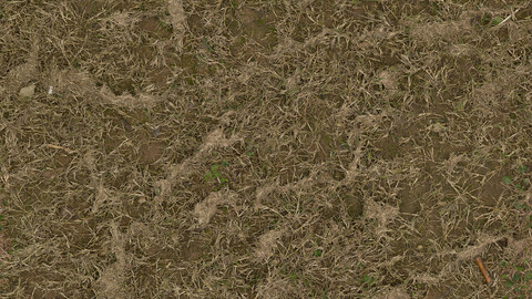 Grass Seamless Texture 2k (2048*2048) | EXR 5 | JPG 5 File Formats All Texture Apply After Object Look Like A 3D. (1K preview image)