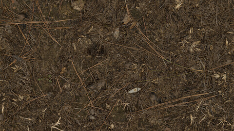 Grass Seamless Texture 2k (2048*2048) | EXR 5 | JPG 5 File Formats All Texture Apply After Object Look Like A 3D. (1K preview image)