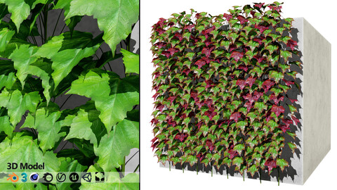 Parthenocissus Climbers 3d with free Tutorial