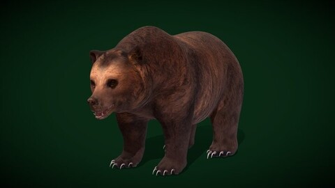 North American Brown Bear