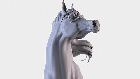 Arabian Horse Head