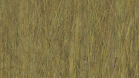 Grass Seamless Texture 2k (2048*2048) | EXR 5 | JPG 5 File Formats All Texture Apply After Object Look Like A 3D. (1K preview image)