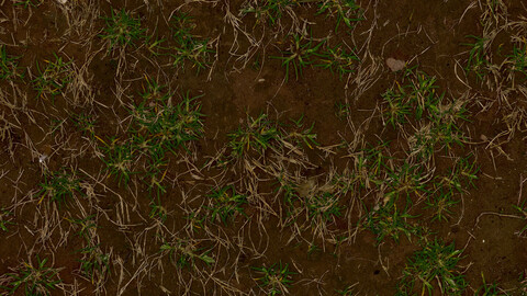 Grass Seamless Texture 2k (2048*2048) | EXR 5 | JPG 5 File Formats All Texture Apply After Object Look Like A 3D. (1K preview image)