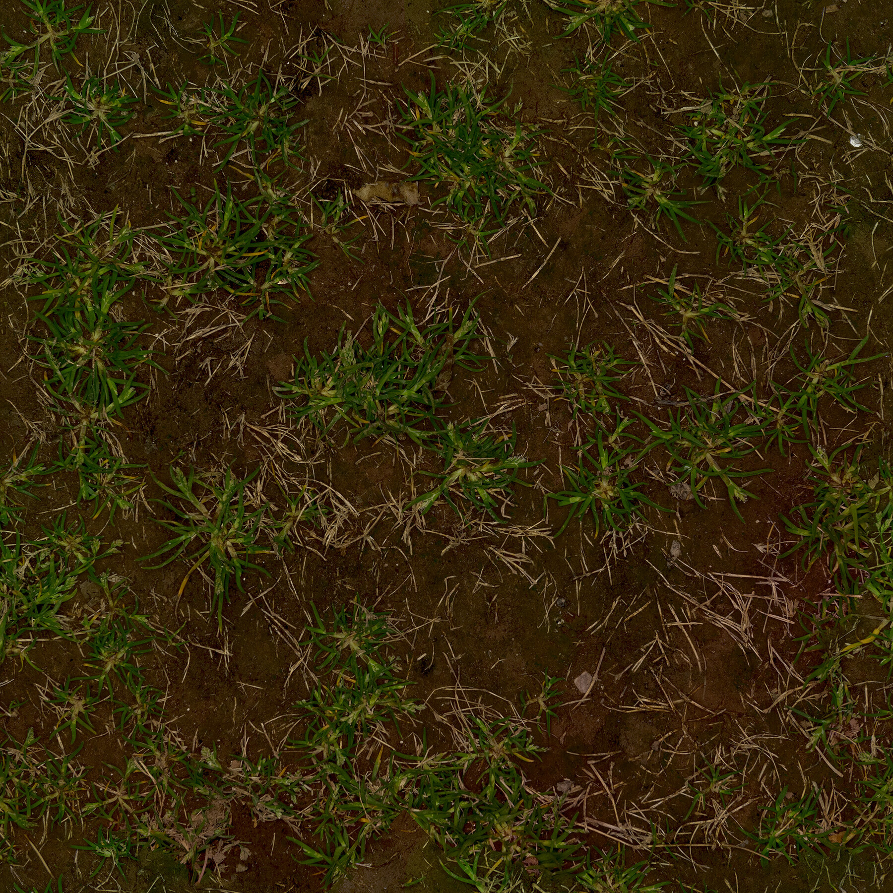 Dirt and Grass (Texture)
