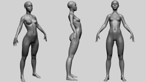 Stylized Female Anatomy - Base