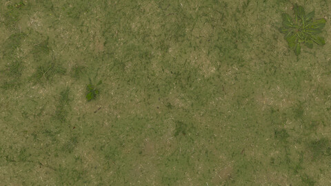 Grass Seamless Texture 2k (2048*2048) | EXR 5 | JPG 5 File Formats All Texture Apply After Object Look Like A 3D. (1K preview image)