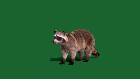 Common Raccoon Mammal