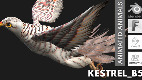 Kestrel_B5