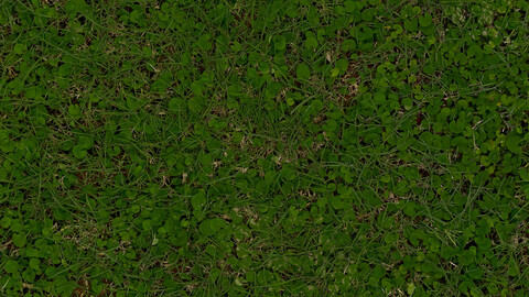 Grass Seamless Texture 2k (2048*2048) | EXR 5 | JPG 5 File Formats All Texture Apply After Object Look Like A 3D. (1K preview image)