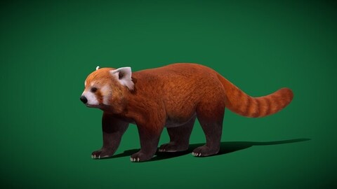 Red Panda Mammal