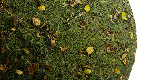 Grass Seamless Texture Patterns 2k (2048*2048) | EXR 5 | JPG 5 File Formats. (1K preview image)