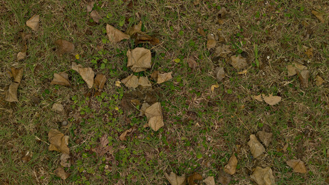 Grass Seamless Texture 2k (2048*2048) | EXR 5 | JPG 5 File Formats All Texture Apply After Object Look Like A 3D. (1K preview image)