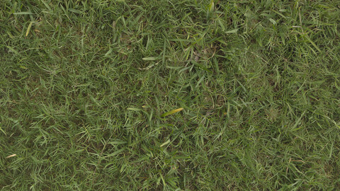 Grass Seamless Texture 2k (2048*2048) | EXR 5 | JPG 5 File Formats All Texture Apply After Object Look Like A 3D. (1K preview image)