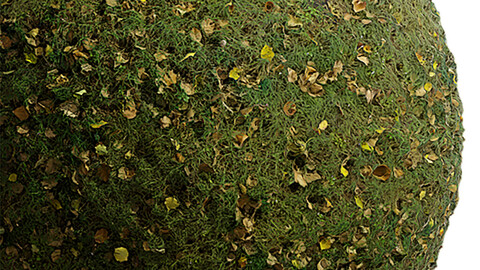 Grass Seamless Texture Patterns 2k (2048*2048) | EXR 5 | JPG 5 File Formats. (1K preview image)