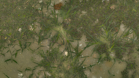 Grass Seamless Texture 2k (2048*2048) | EXR 5 | JPG 5 File Formats All Texture Apply After Object Look Like A 3D. (1K preview image)