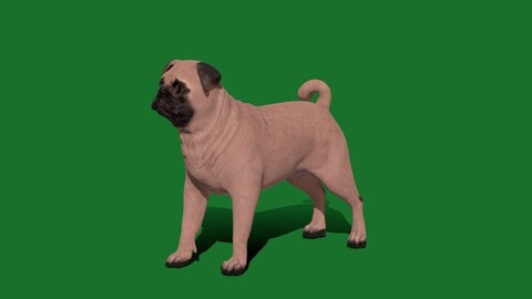 Pug Dog Breed