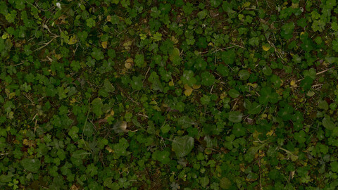 Grass Seamless Texture 2k (2048*2048) | EXR 5 | JPG 5 File Formats All Texture Apply After Object Look Like A 3D. (1K preview image)