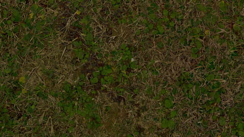 Grass Seamless Texture 2k (2048*2048) | EXR 5 | JPG 5 File Formats All Texture Apply After Object Look Like A 3D. (1K preview image)