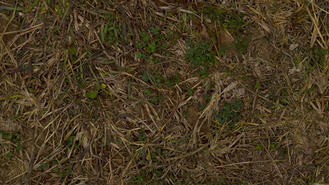 Grass Seamless Texture 2k (2048*2048) | EXR 5 | JPG 5 File Formats All Texture Apply After Object Look Like A 3D. (1K preview image)