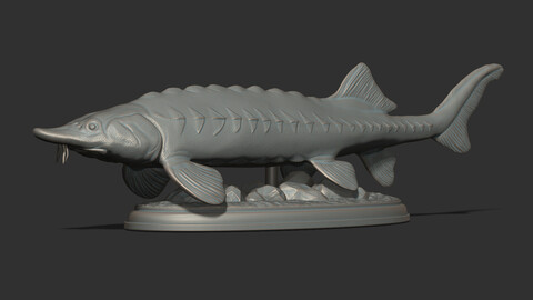 Sturgeon Beluga fish on the base