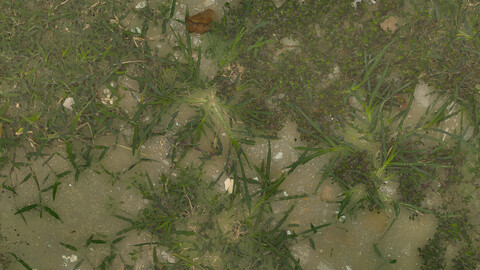 Grass Seamless Texture 2k (2048*2048) | EXR 5 | JPG 5 File Formats All Texture Apply After Object Look Like A 3D. (1K preview image)