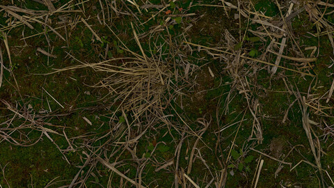 Grass Seamless Texture 2k (2048*2048) | EXR 5 | JPG 5 File Formats All Texture Apply After Object Look Like A 3D. (1K preview image)