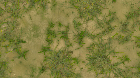 Grass Seamless Texture 2k (2048*2048) | EXR 5 | JPG 5 File Formats All Texture Apply After Object Look Like A 3D. (1K preview image)