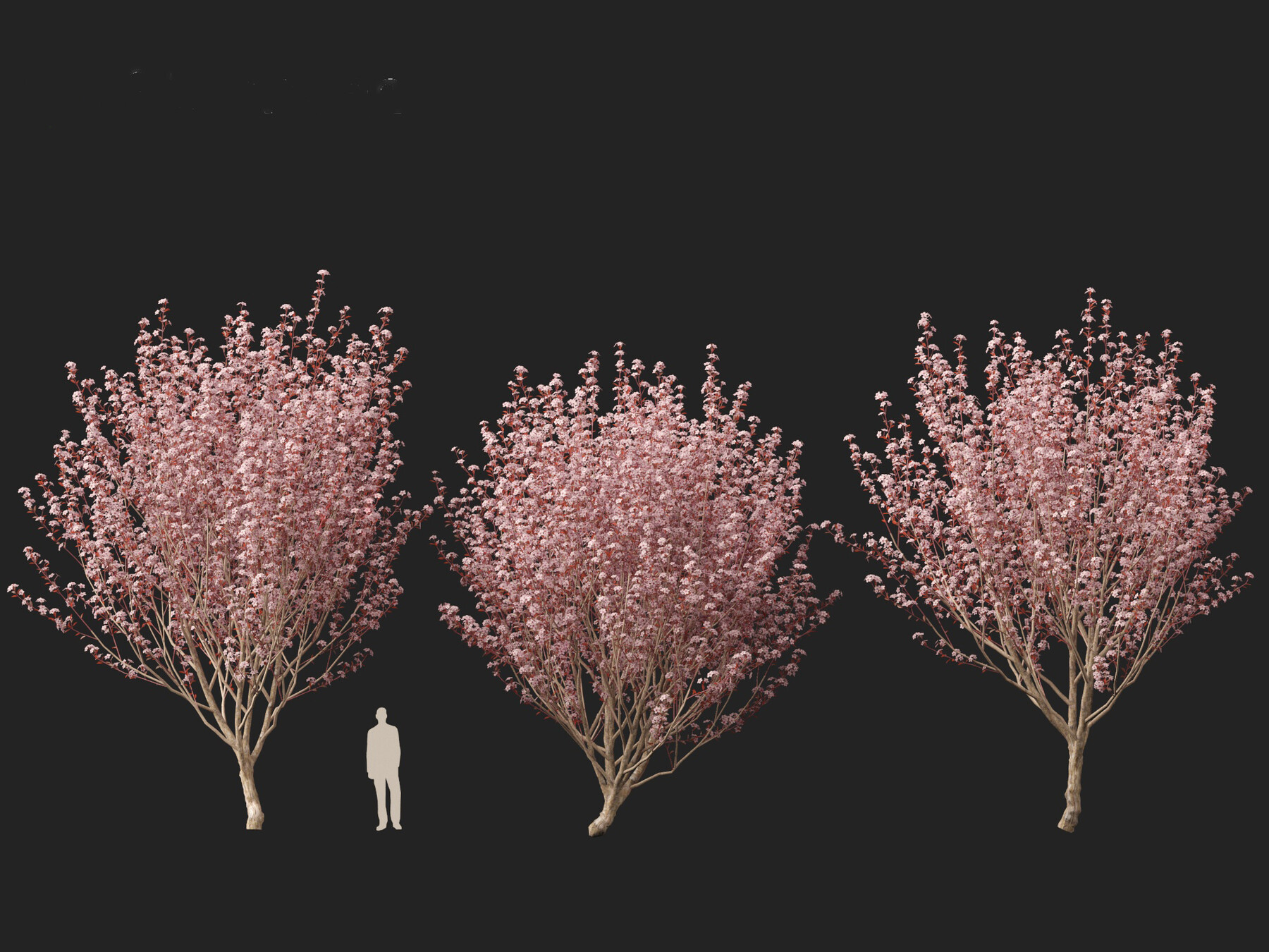 Artstation Prunus Cerasifera Newport Cherry Plum Resources 4120