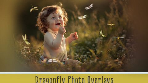 Dragonfly Photo Overlays