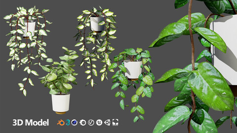 Indoor Hoya potted plants 3d collection