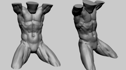 Male Torso D