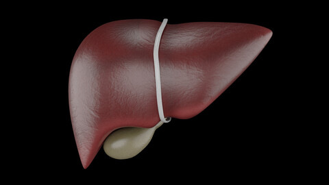 Human Liver - Realistic Human Liver Anatomy